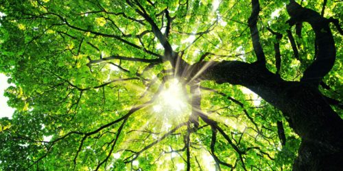 Maple tree with sunbeams