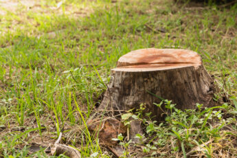 Stump on green grass in the garden. Old tree stump in the summer park.