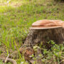 Stump on green grass in the garden. Old tree stump in the summer park.