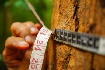 Do I need a permit to cut a tree down in Toronto?