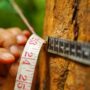 Do I need a permit to cut a tree down in Toronto?