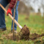 Gardener planting tree, digging with spade.