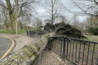 Fallen tree