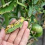 Septoria leaf spot on tomato. damaged by disease and pests of tomato leaves