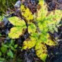 The Role of Soil Health in Plant Disease Prevention